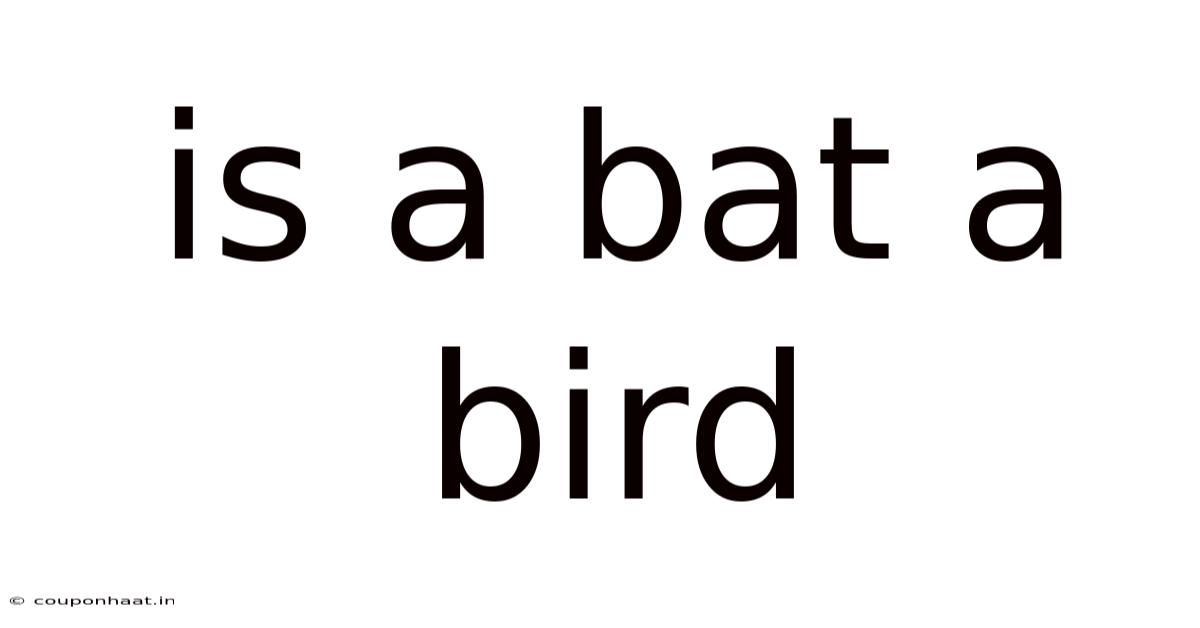 Is A Bat A Bird