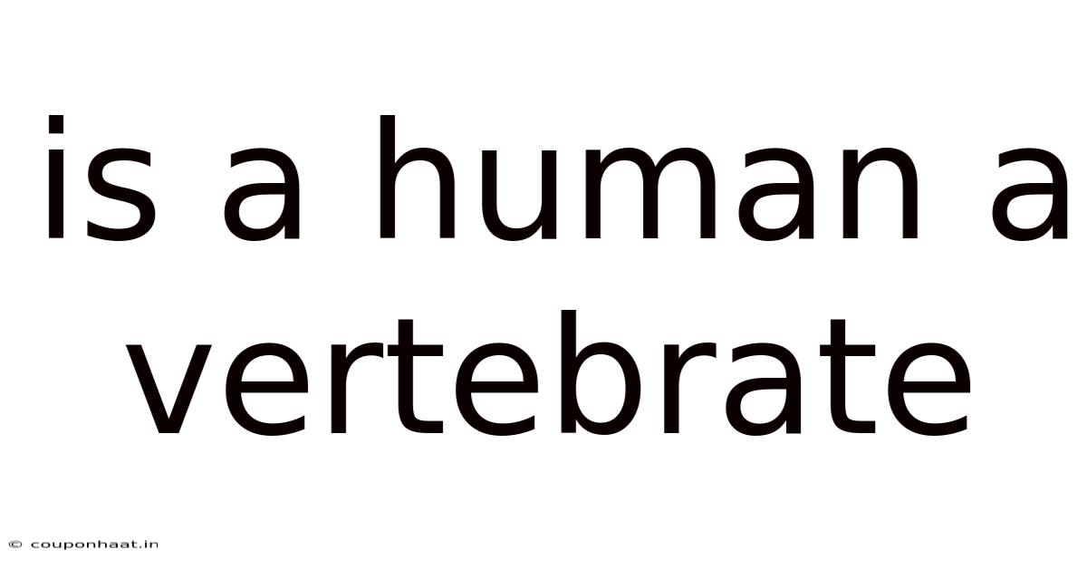 Is A Human A Vertebrate