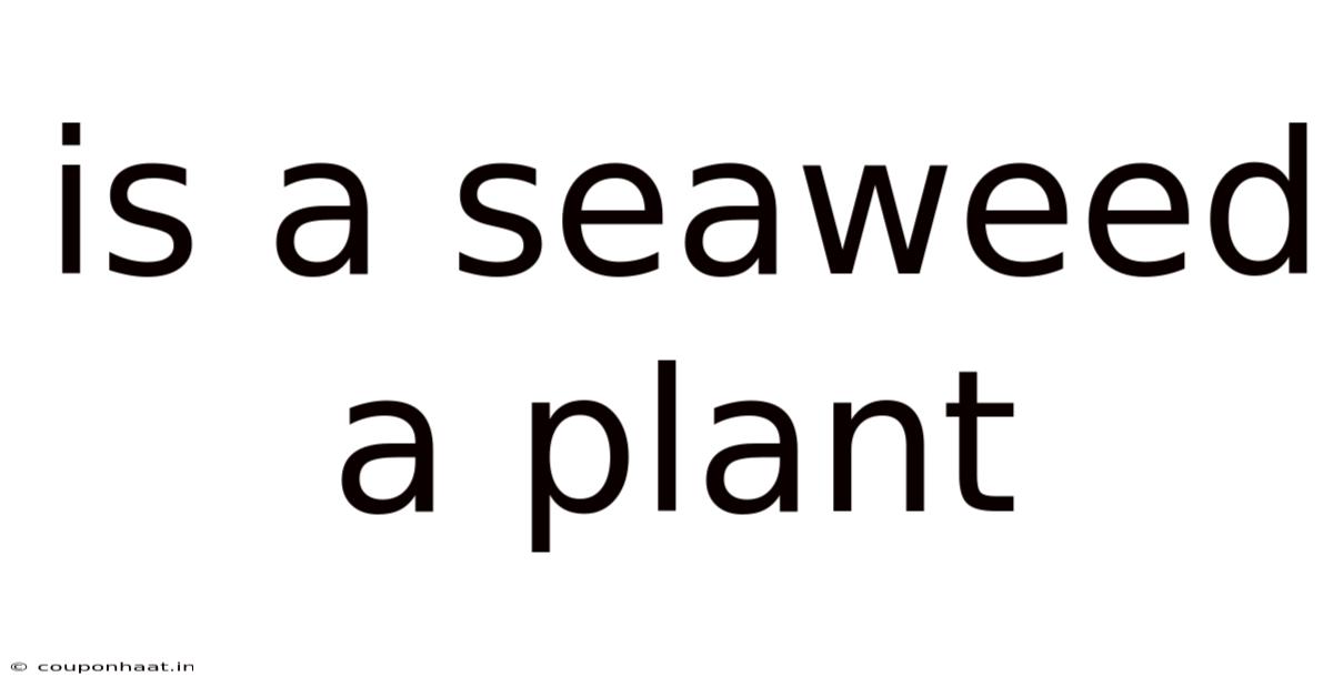 Is A Seaweed A Plant