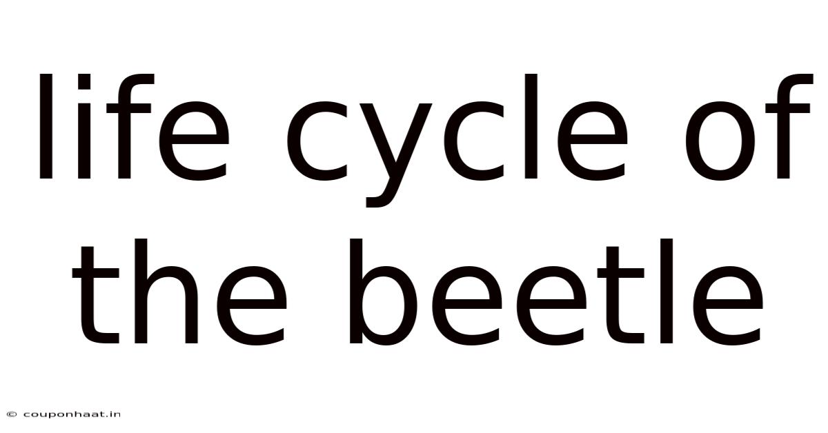 Life Cycle Of The Beetle