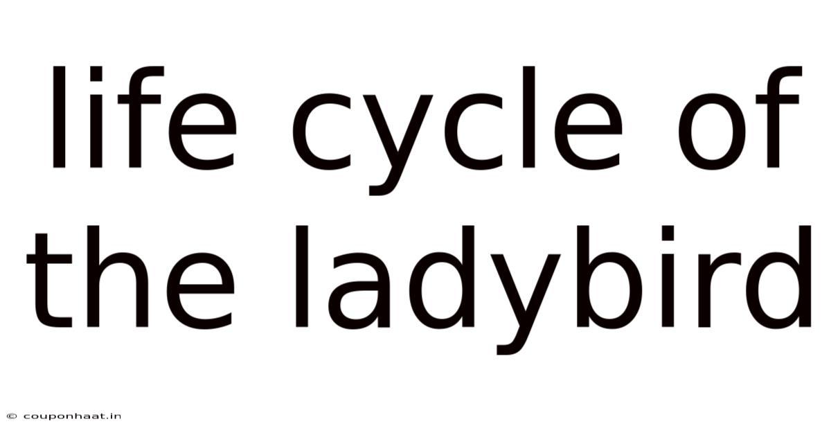 Life Cycle Of The Ladybird