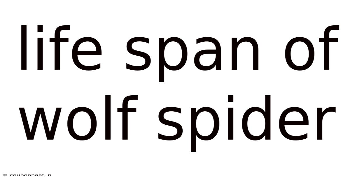 Life Span Of Wolf Spider