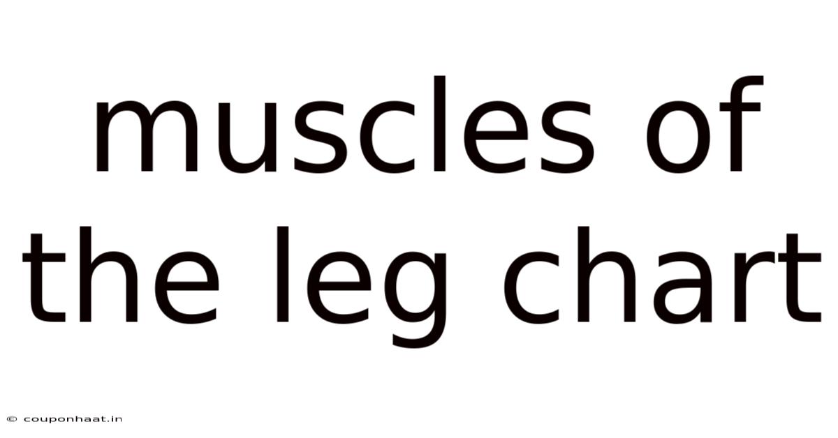 Muscles Of The Leg Chart