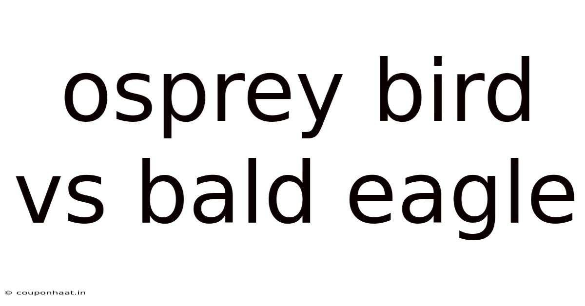 Osprey Bird Vs Bald Eagle