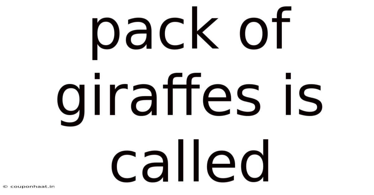 Pack Of Giraffes Is Called