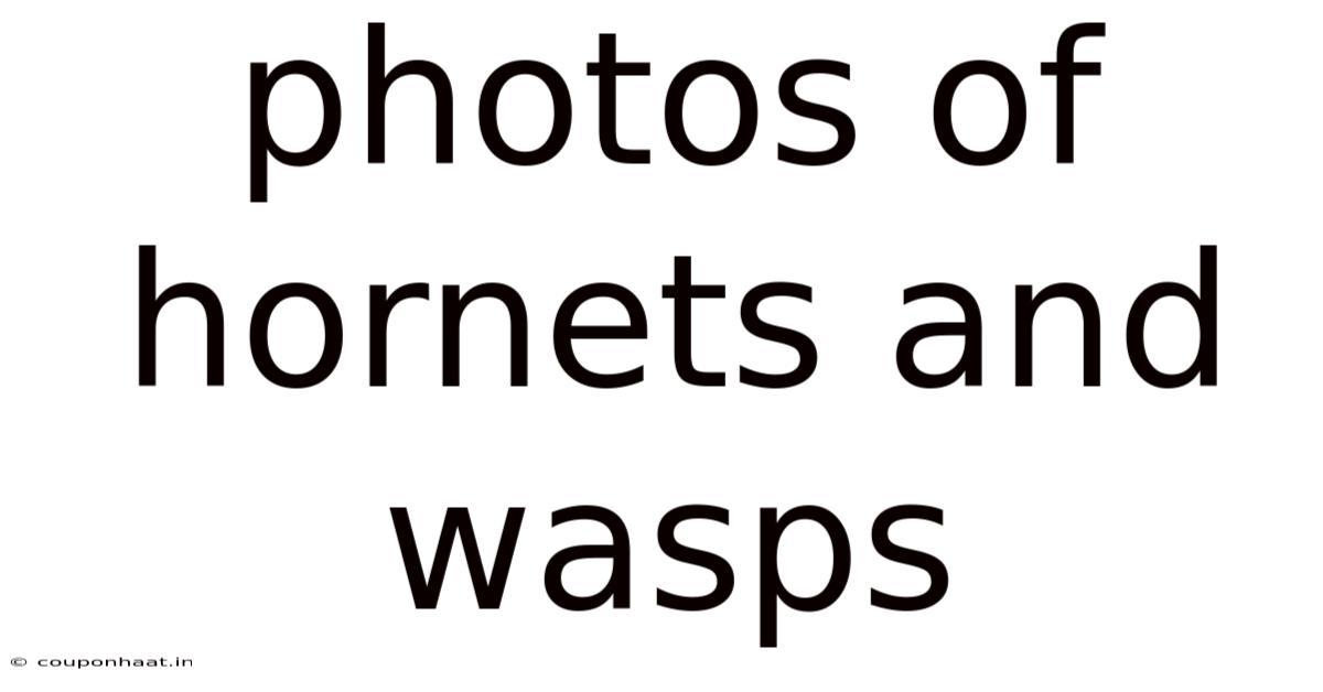 Photos Of Hornets And Wasps