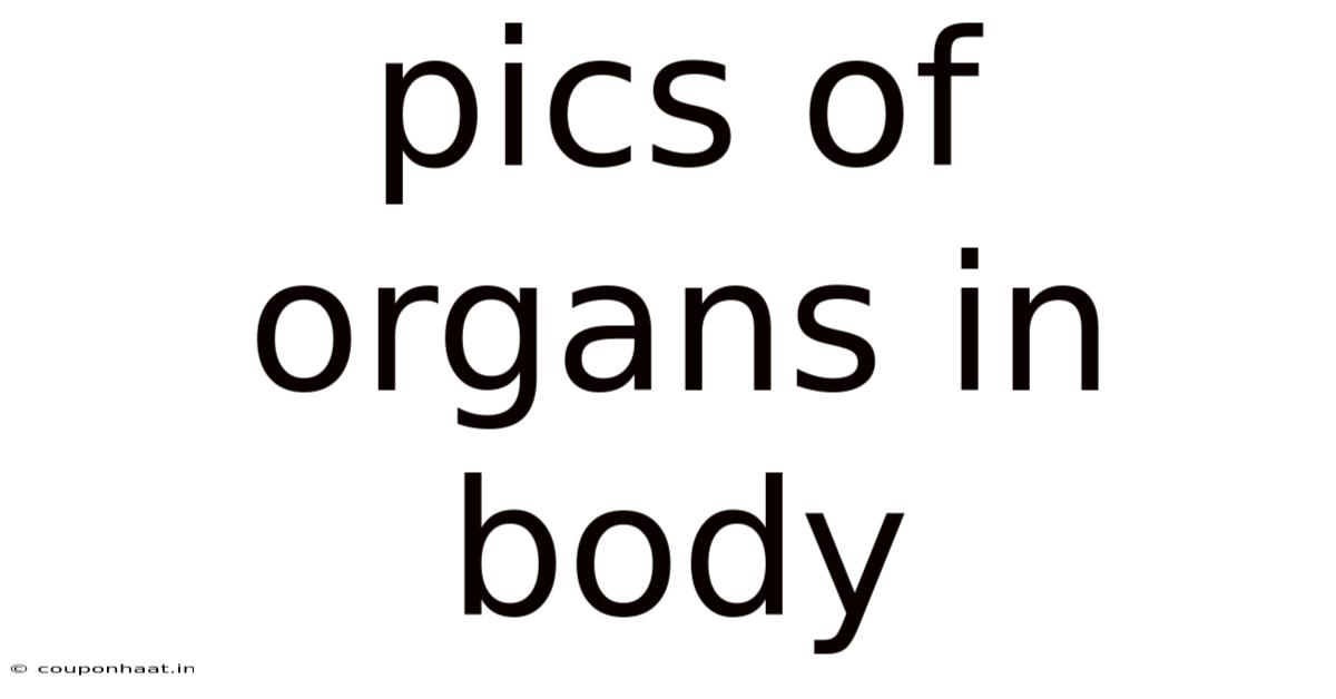 Pics Of Organs In Body