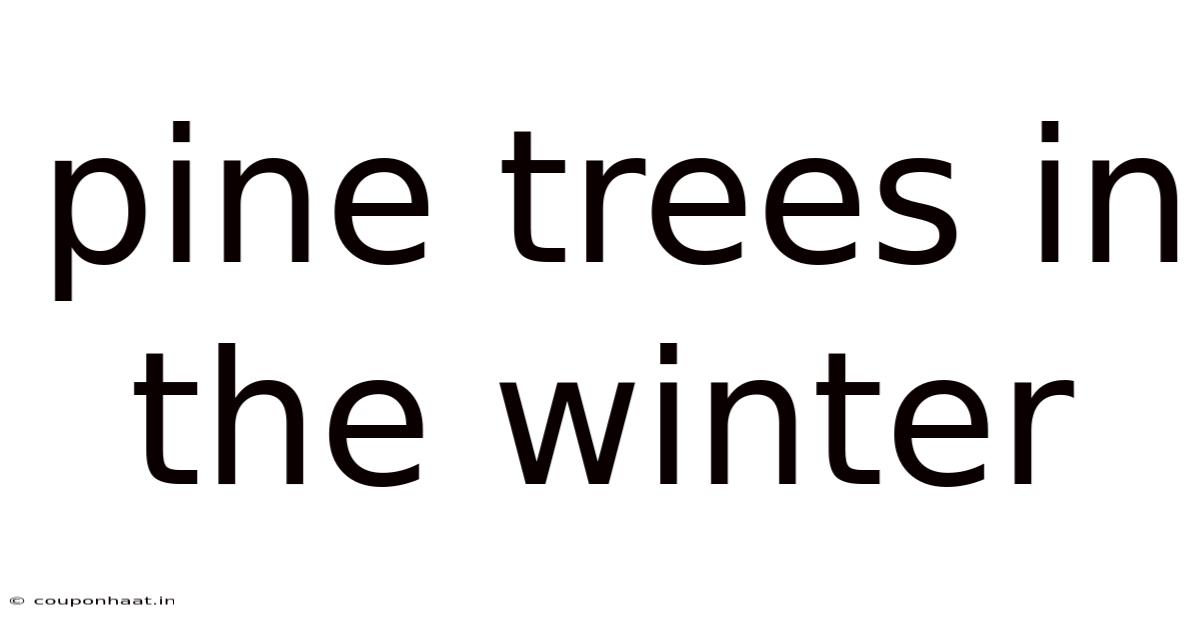 Pine Trees In The Winter