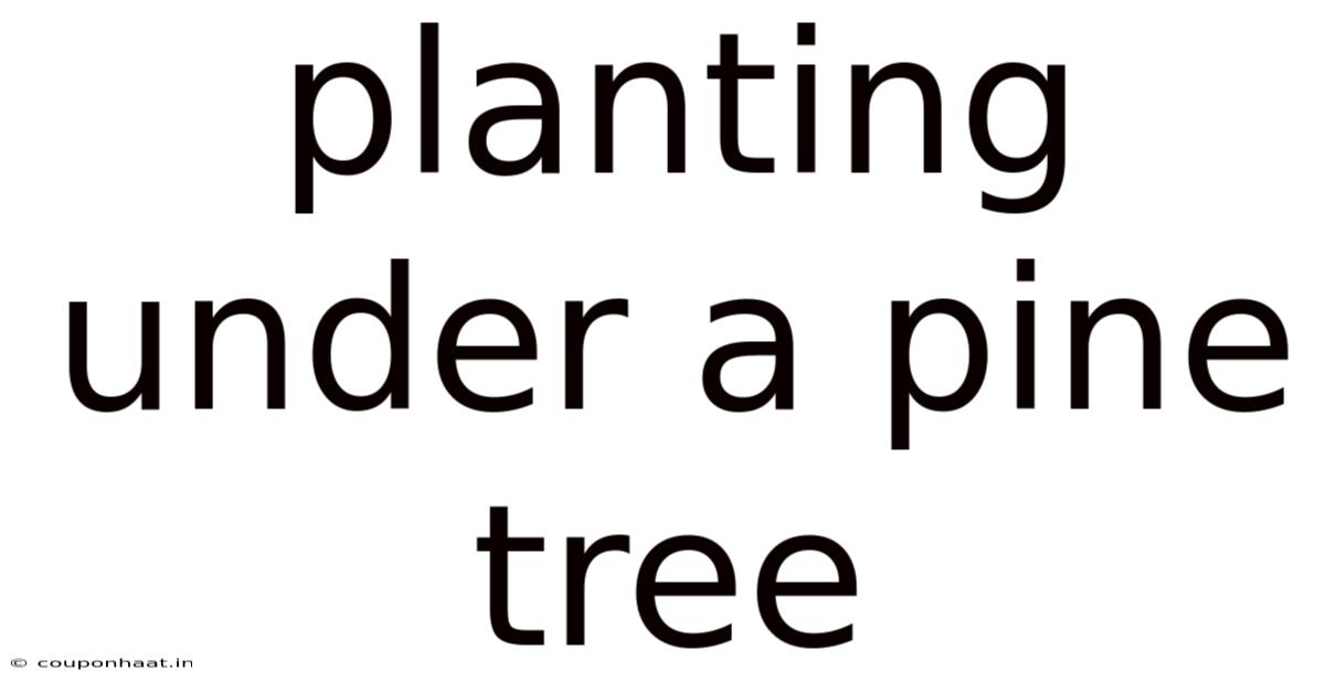 Planting Under A Pine Tree