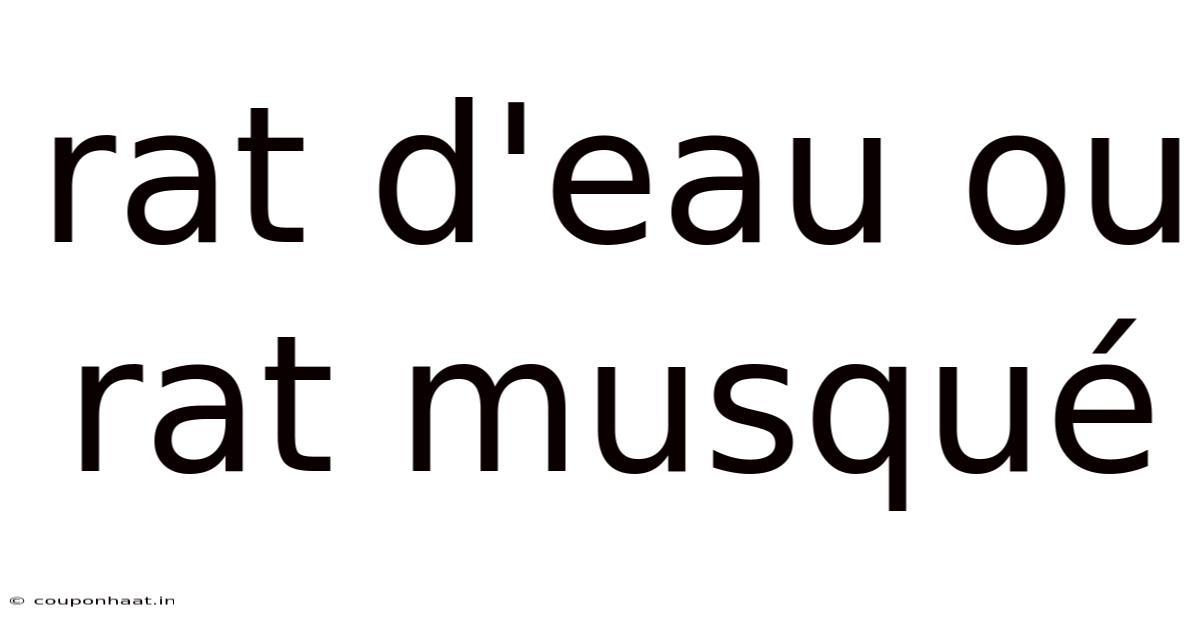 Rat D'eau Ou Rat Musqué