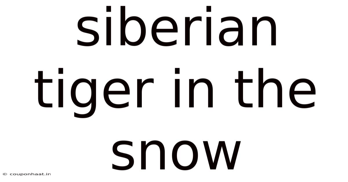 Siberian Tiger In The Snow
