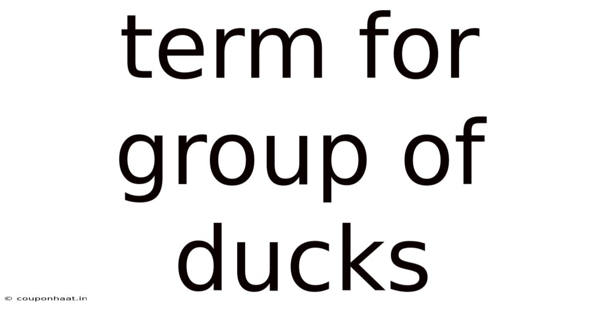 Term For Group Of Ducks
