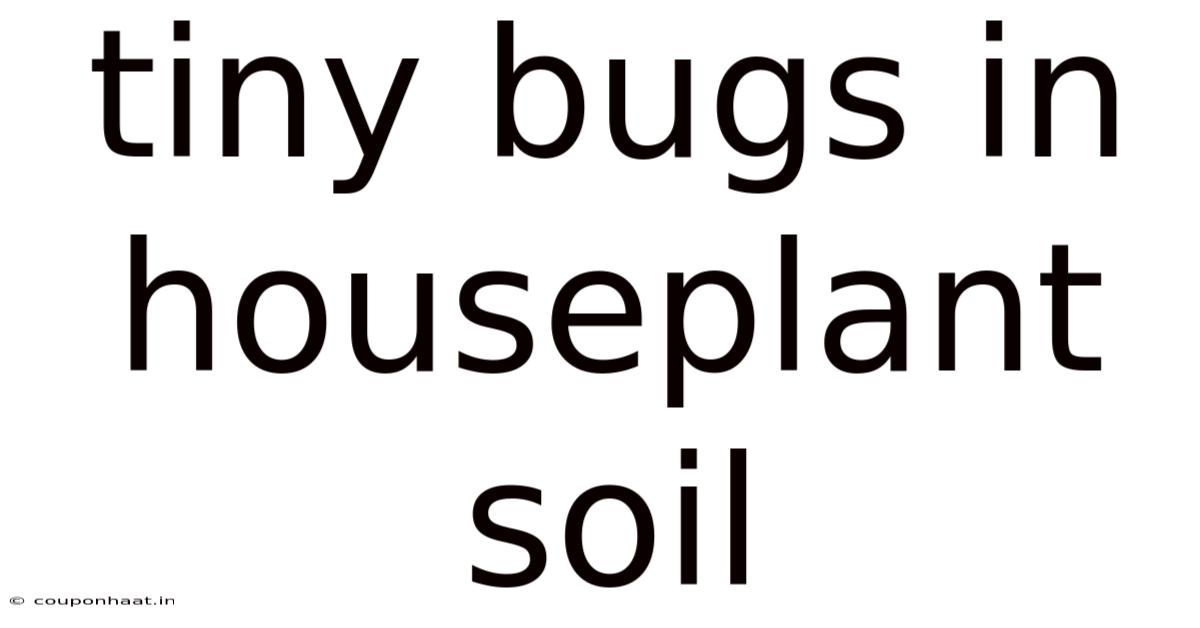 Tiny Bugs In Houseplant Soil