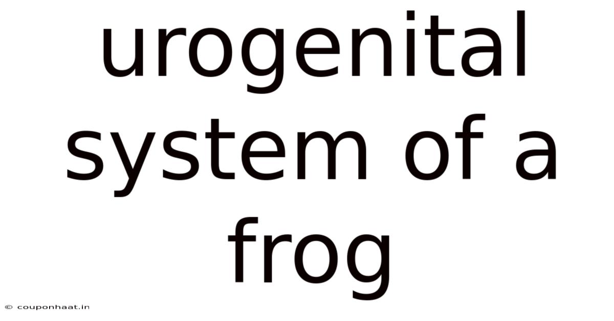 Urogenital System Of A Frog