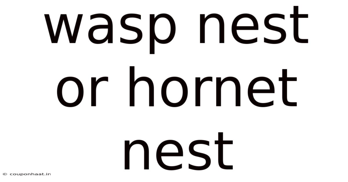 Wasp Nest Or Hornet Nest