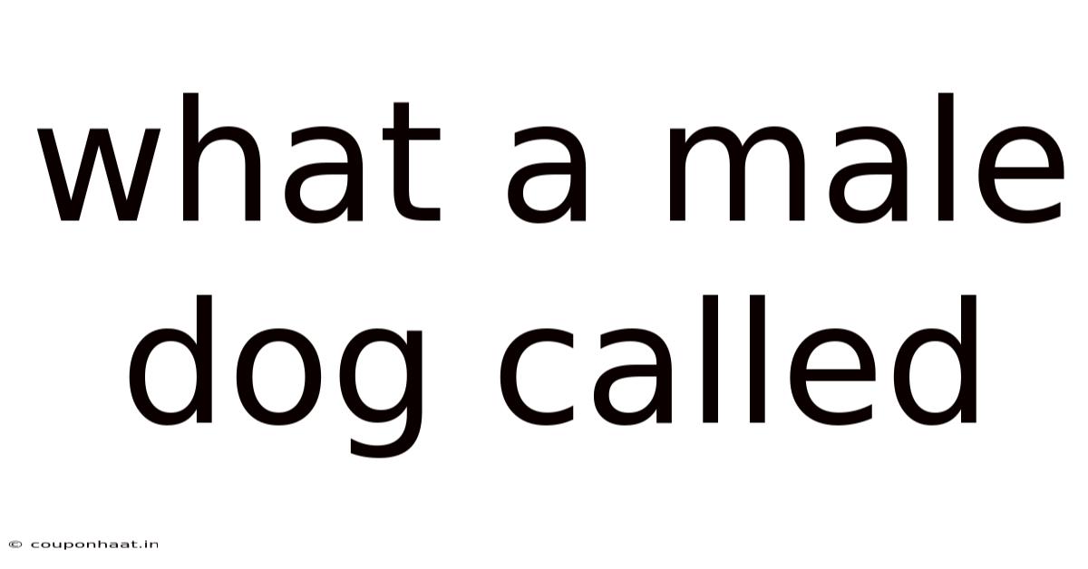 What A Male Dog Called