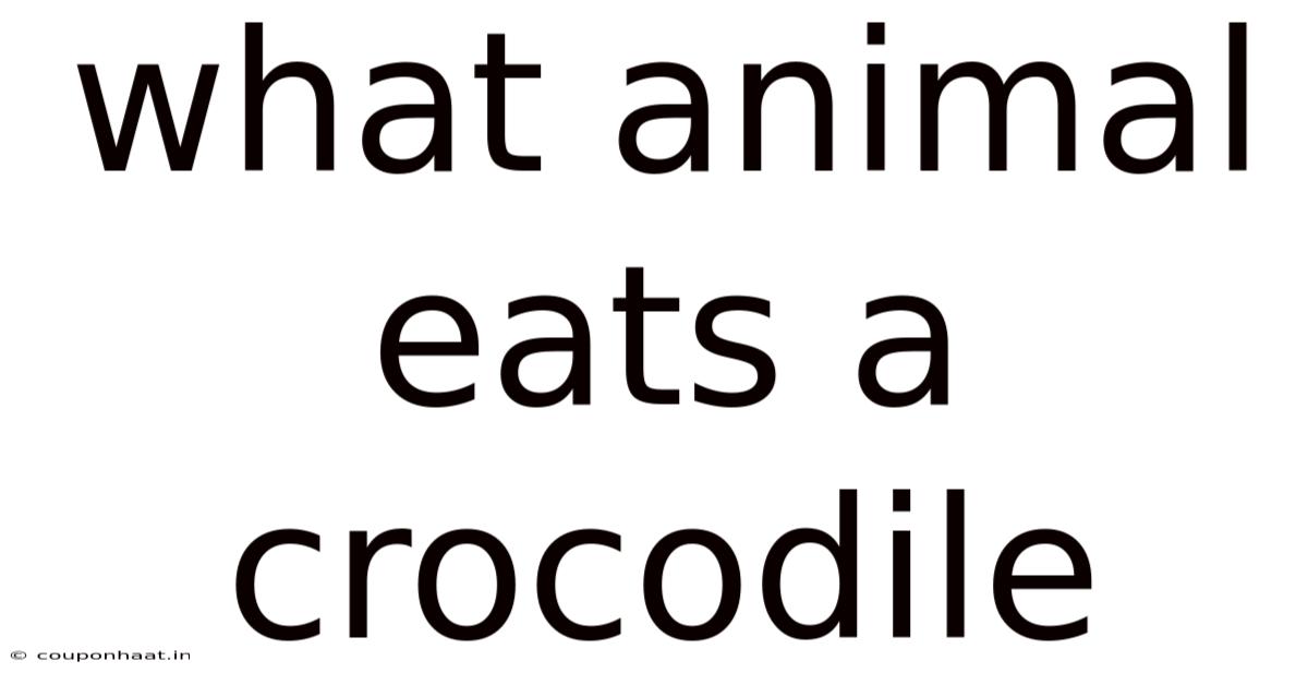 What Animal Eats A Crocodile