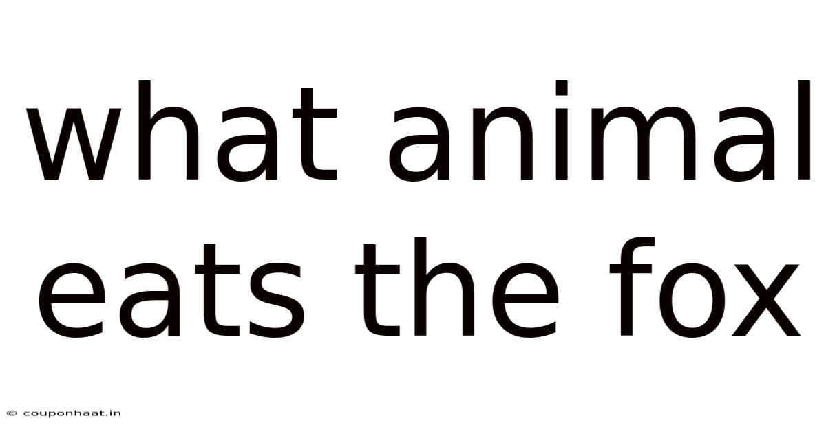 What Animal Eats The Fox