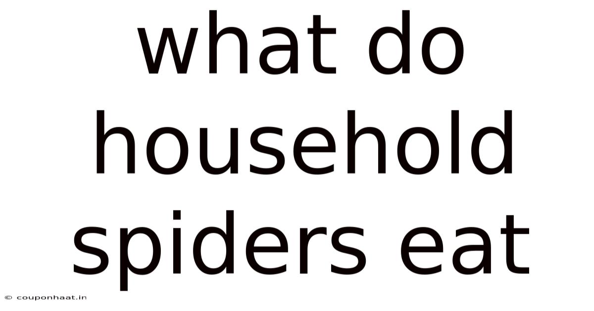 What Do Household Spiders Eat