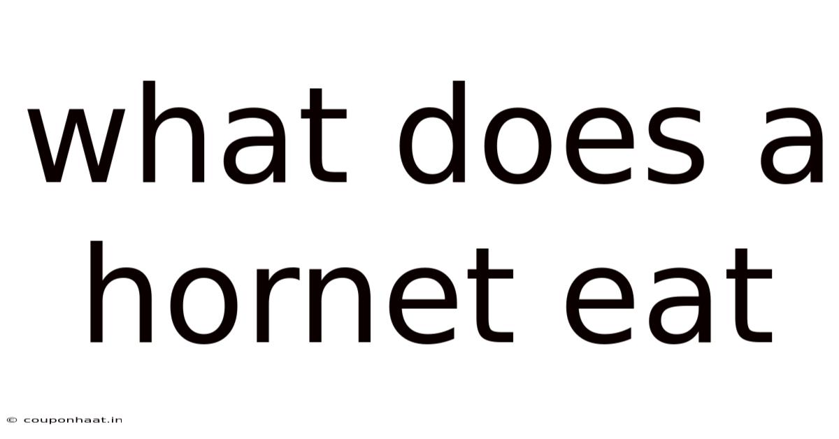 What Does A Hornet Eat
