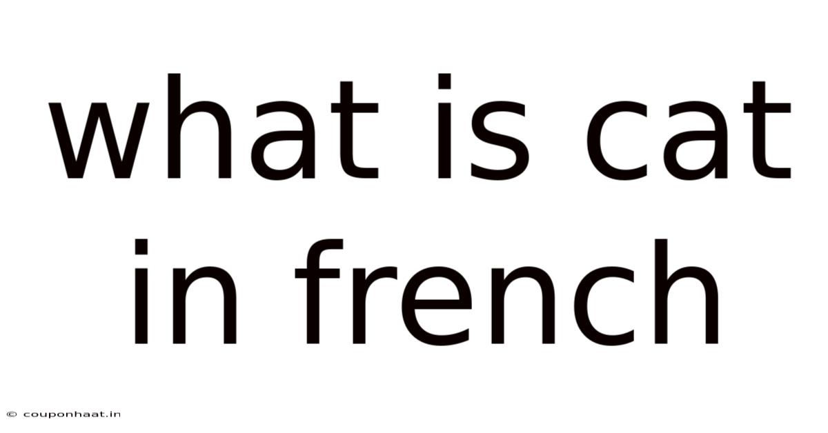 What Is Cat In French