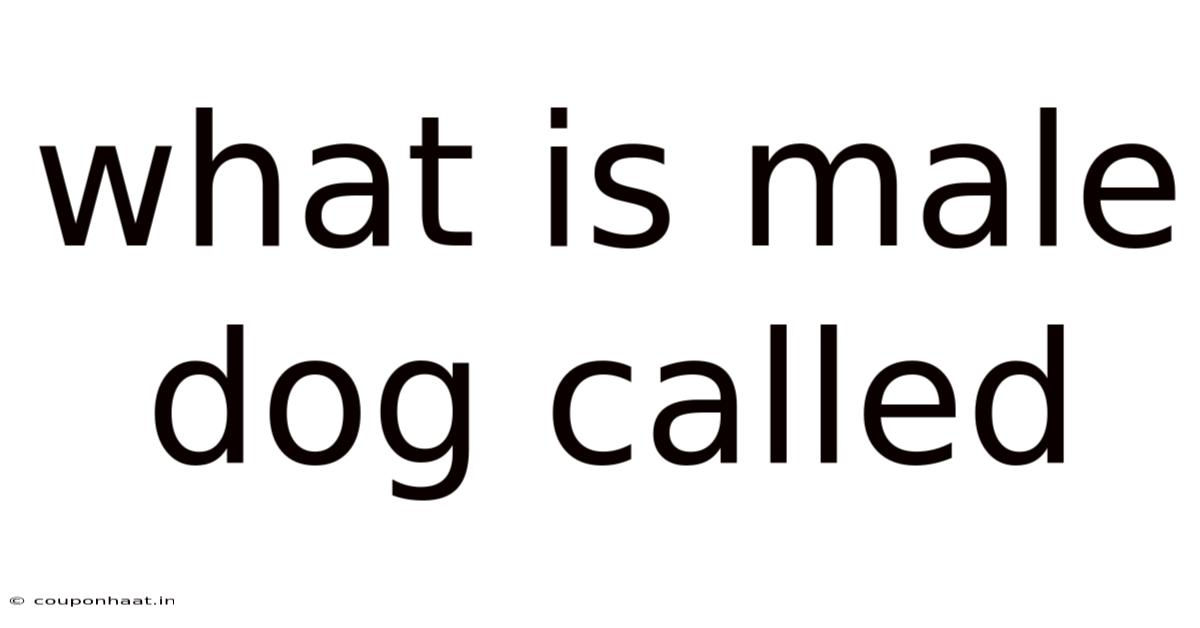 What Is Male Dog Called