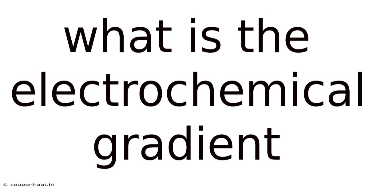 What Is The Electrochemical Gradient