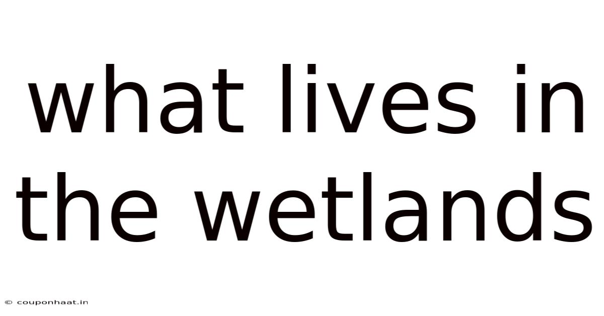 What Lives In The Wetlands