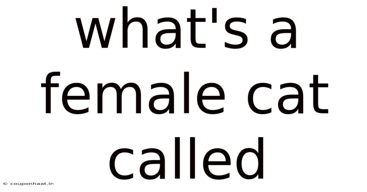 What's A Female Cat Called