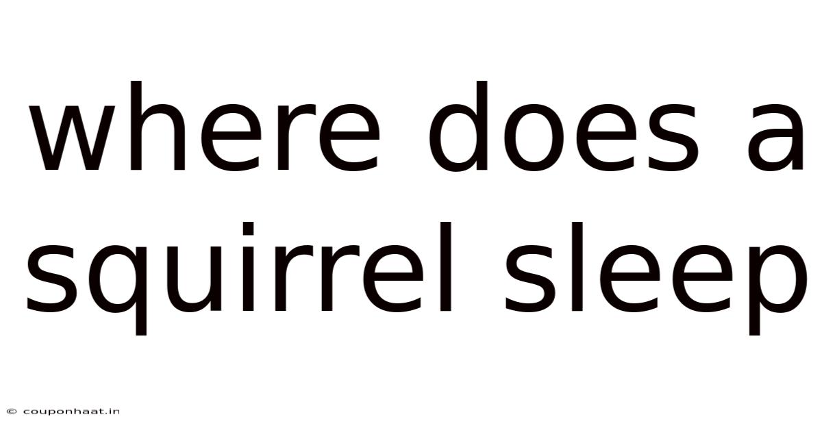 Where Does A Squirrel Sleep
