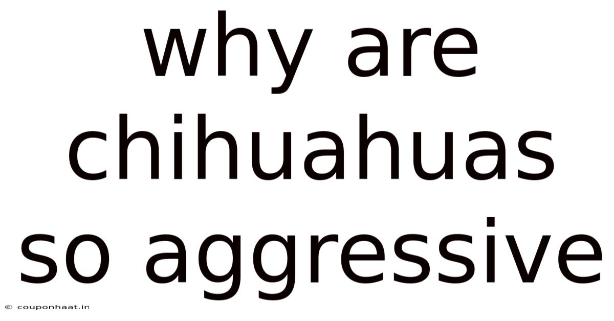 Why Are Chihuahuas So Aggressive