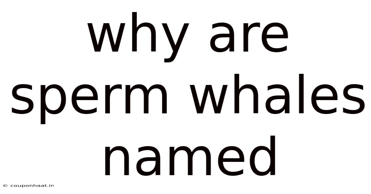 Why Are Sperm Whales Named