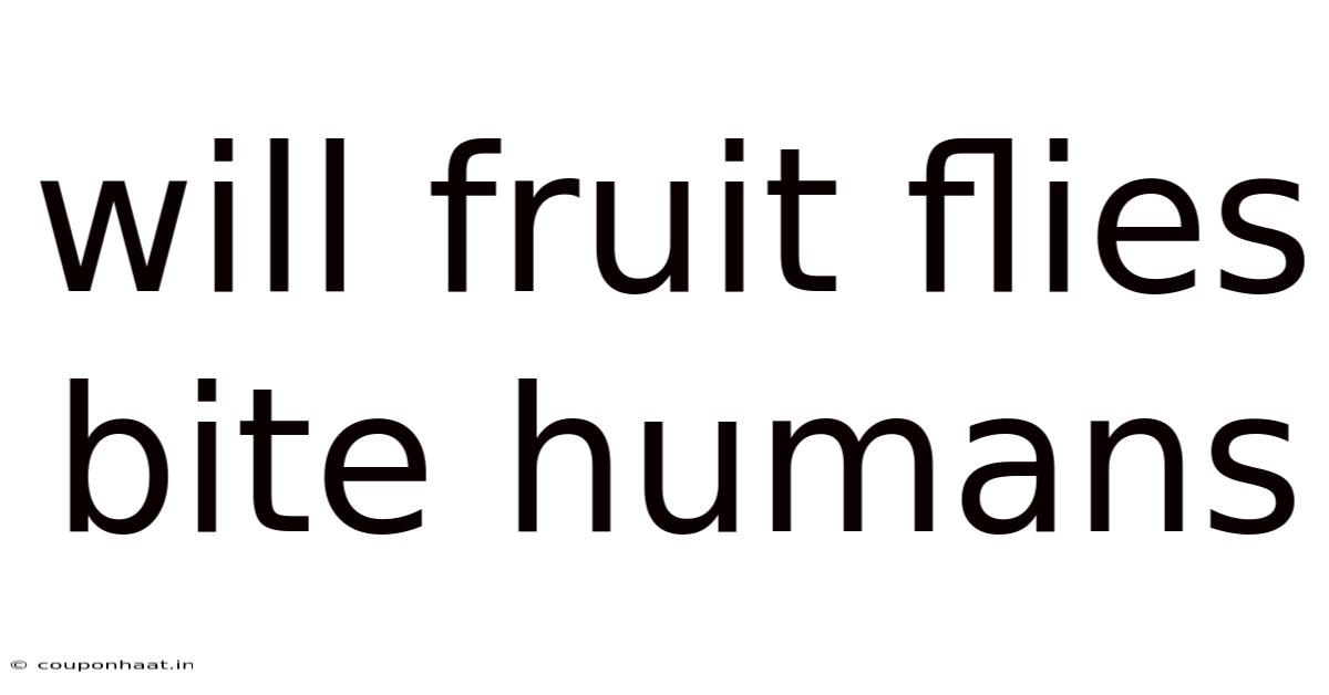 Will Fruit Flies Bite Humans